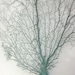 Beach Decor - Natural Dried Sea Fan Painted 10.5 x 10.5