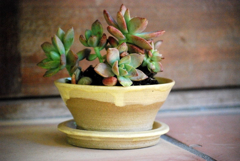 planter with dish in yellow