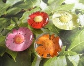 Everything's Coming Up Daisies-Set of 4-Pressed Flower Daisy Glass Magnets-Pink, Lime Green, Orange and Red