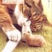 More Felt Wool Cat Goods Made from Your Own Cat Hair - Japanese craft book