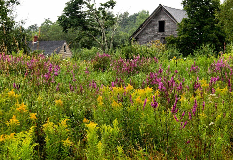 Note Cards, Blank Inside, Summer Flowers, Barn, Field, 2 Per Pack, Envelopes Included, Fine Art Photography, Nature