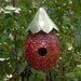 Gourd Birdhouse Strawberries Wrens Gardening Decor