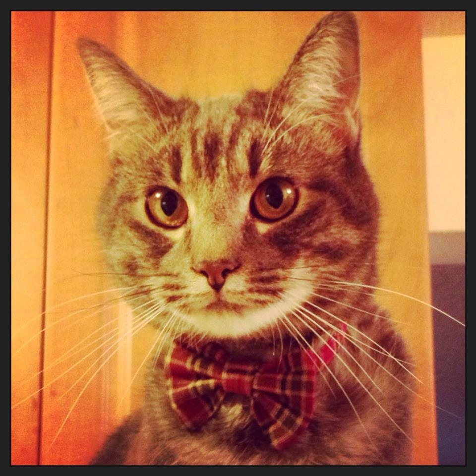 Plaid Bow Tie Collar For Cats or Small Dogs
