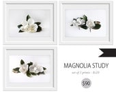 Magnolia Study set of 3 8x10 prints. Fine Art Photographic Natural History. Minimalist. Natural Home. Indoor garden botanical. Office decor