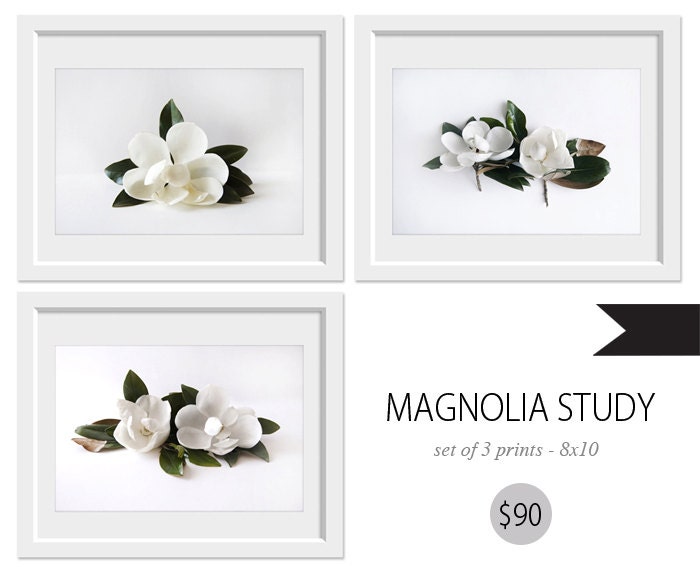 Magnolia Study set of 3 8x10 prints. Fine Art Photographic Natural History. Minimalist. Natural Home. Indoor garden botanical. Office decor