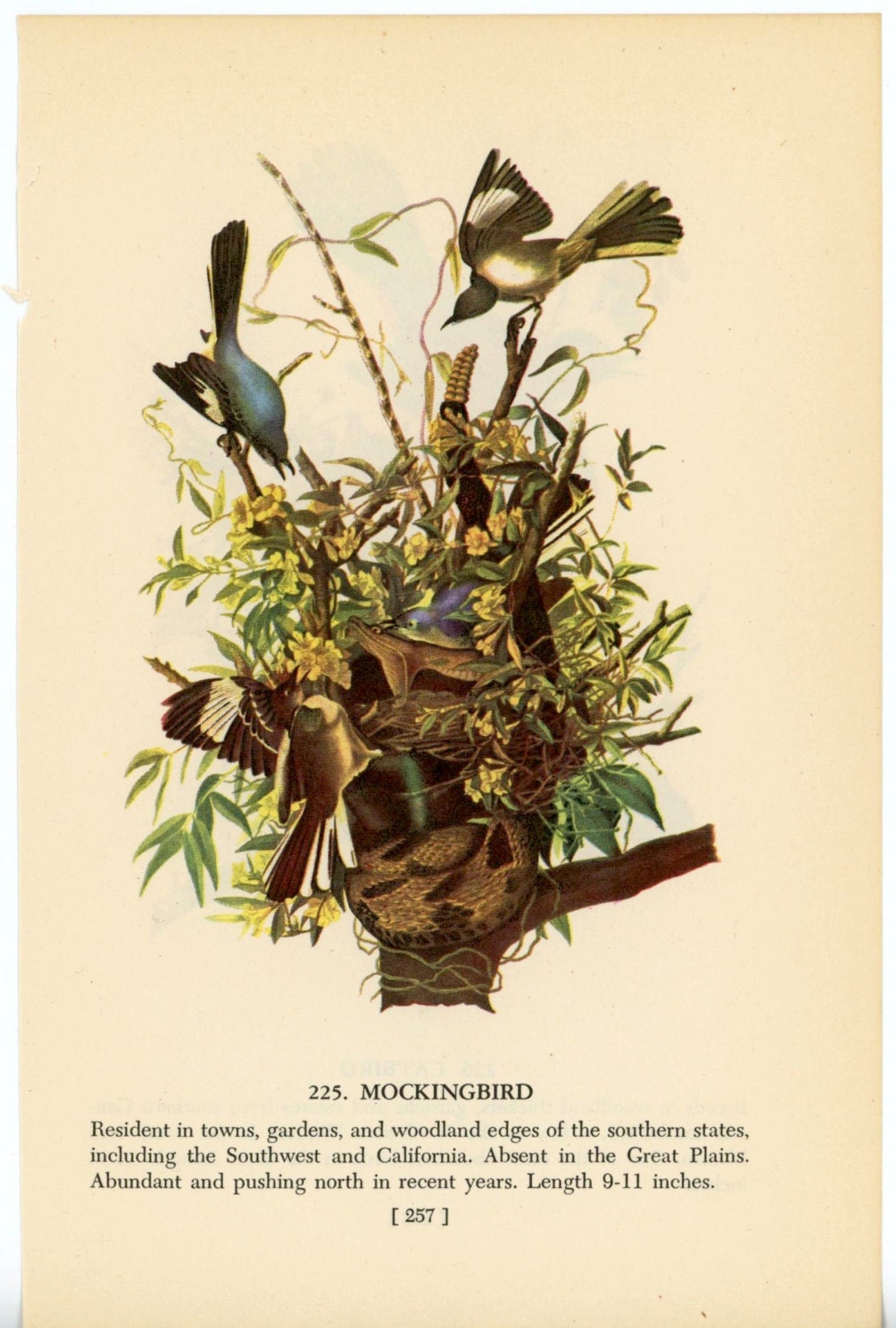 1950 mockingbird original vintage bird print - with catbird on reverse side