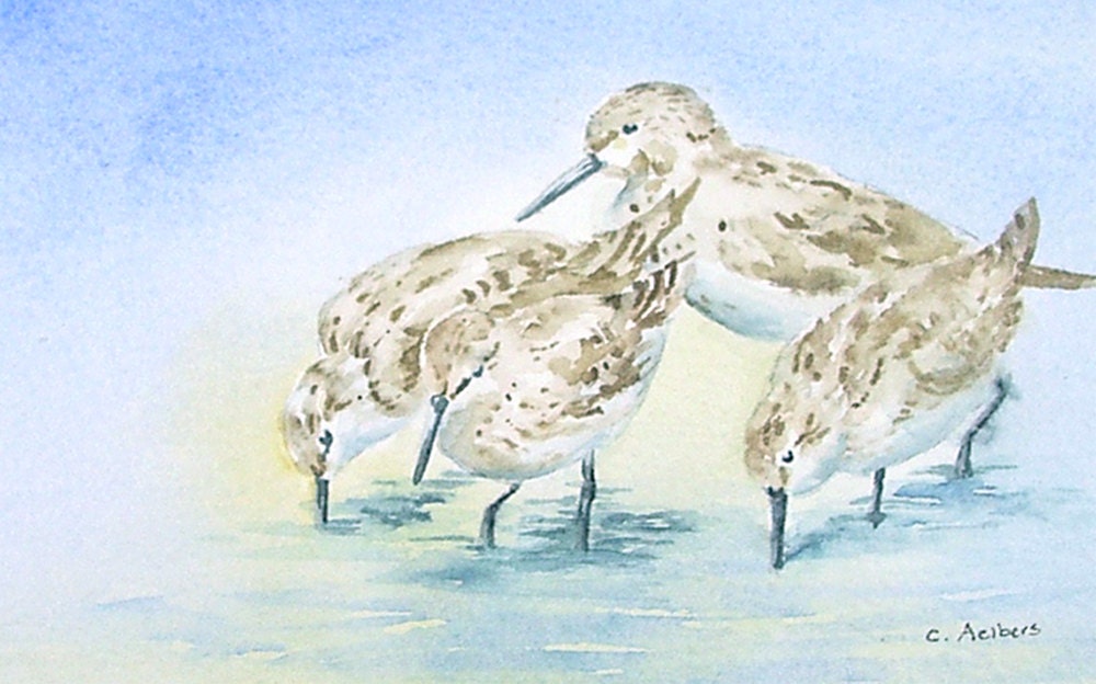 Sandpiper Bird Art Original Watercolor Painting 4 x 6, Small Watercolor, Artwork For Sale