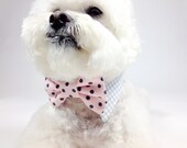 Dog bow tie and shirt collar-  polka bow tie more options available- charcoal bow tie- formal wear for dogs- wedding bow tie