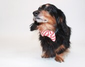 Dog bow tie-pet bow tie- dog collar accessory- stripes more options available- wedding bow tie for dogs
