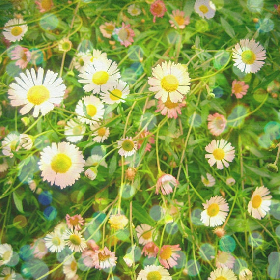 20% SALE After the Rain - flower photograph, nature print, daisy, bright green, pink, colourful art, spring decor 8x8 nature Print
