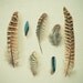 The Feather Collection - Feather photography, nature, pheasant, turquoise, cyan, red brown, black, rustic wall decor 8x8 print
