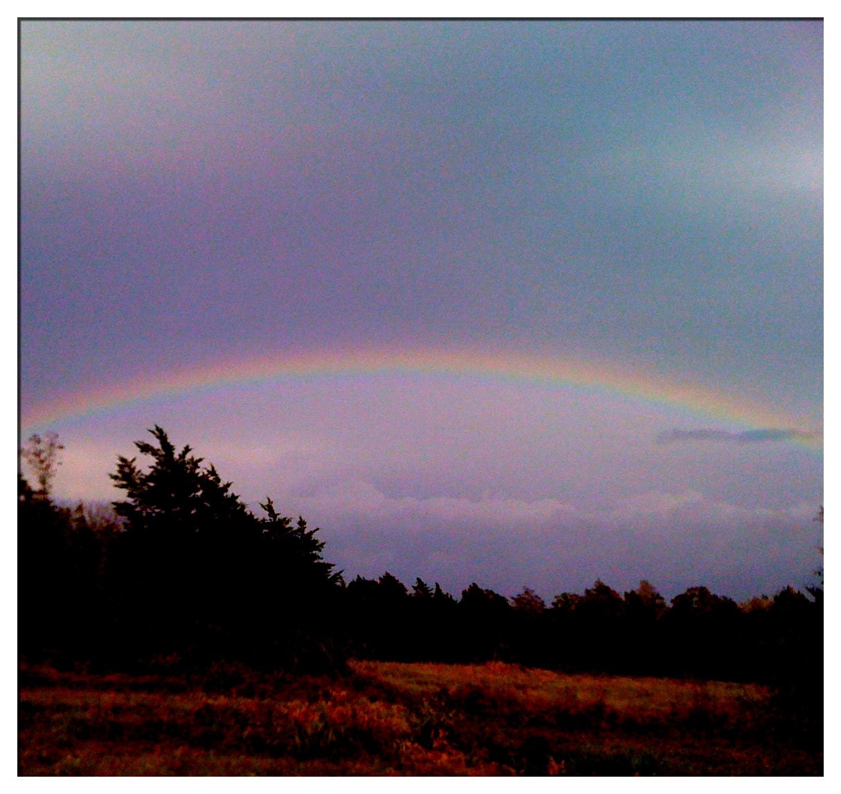 The Promise - fine art photography - rainbow photography, blue sky, red, orange, yellow, green, blue, indigo, violet, tree