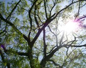 Family Tree - fine art photography - sunlight, lens flare, boho, leaves, green, blue sky, bark, tree, nature, landscape, branches