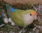 Cute Bird Sweet Lovebird Hen with Eggs in Her Nest - Fine Art Nature Photography 8" x 10" Photo Print