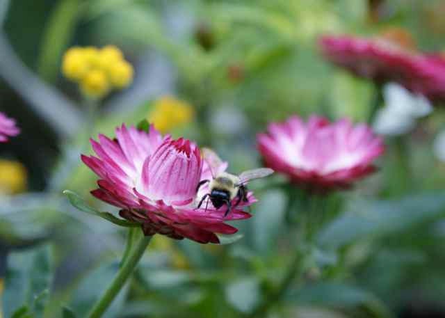 Bumble Bee on Purple Magenta Straw Flower Summer Garden Nature Botanical Floral Fine Art Photography 5" x 7" Giclee Photo Print