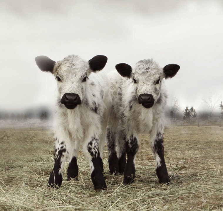 Animal Photography  Twin Calves White Cow Portrait French Country Decor 30x30 Fine Art Photography