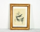 Vintage Framed Bird Print