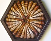 Turitt shell composition with star