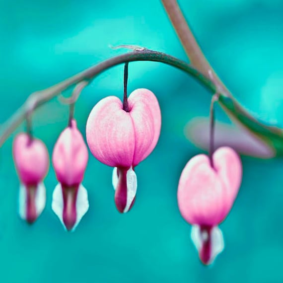 Hot Pink and Aqua flower photography, Floral wall decor for girls, heart, garden print, 5x5 square print