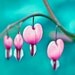 Hot Pink and Aqua flower photography, Floral wall decor for girls, heart, garden print, 5x5 square print