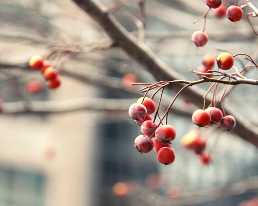 Red Berries Photograph - city urban spring winter branch 8x10