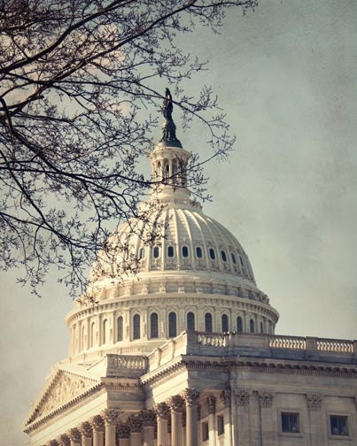 Washington DC Capital Building Photograph - cream white 8x10 historical presidential nations capital tree branches blue sky grey gray denim