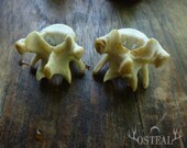 Hold for  Bree - Small Raccoon Vertebra - for large gauge hoops