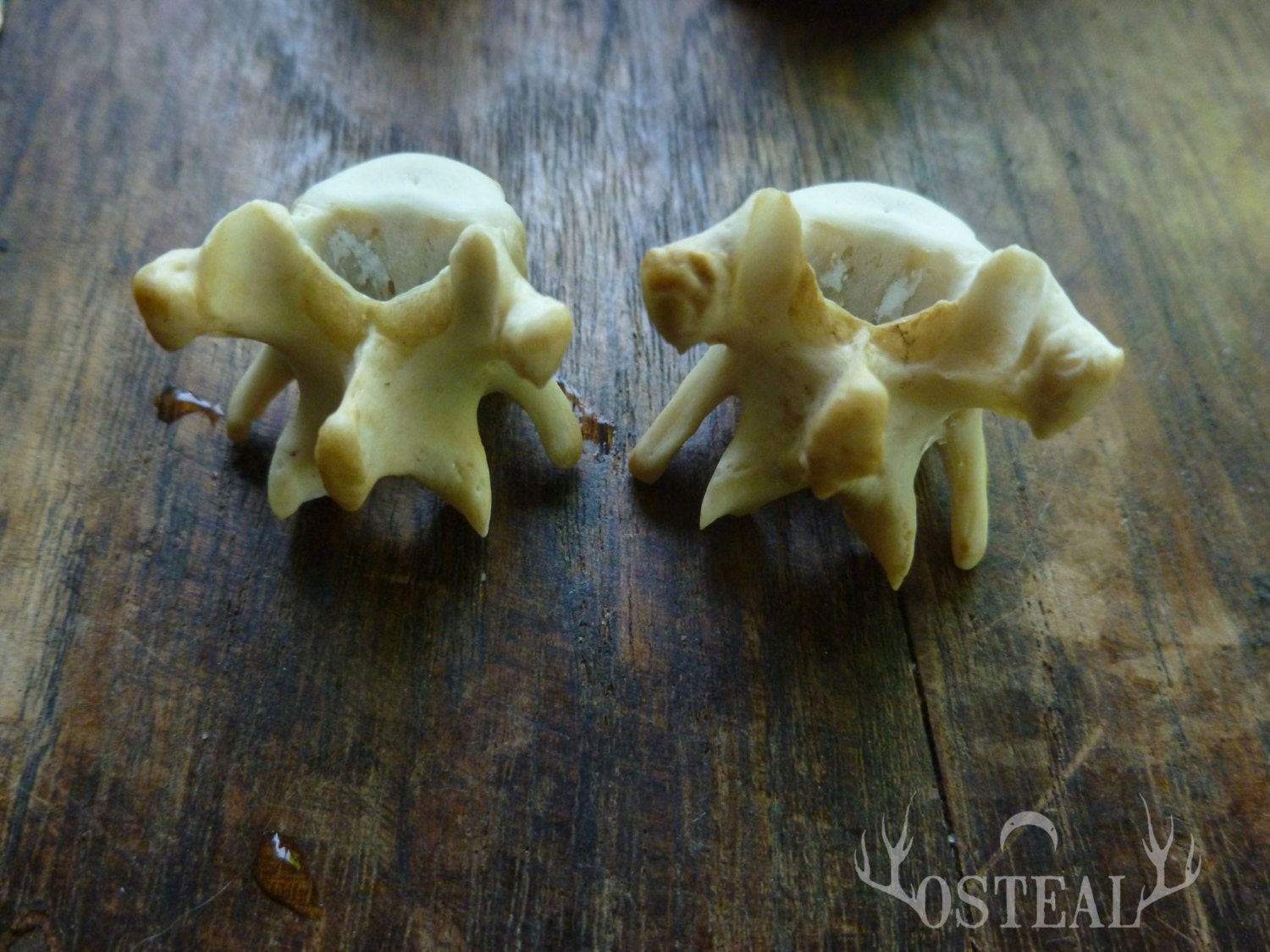 Hold for  Bree - Small Raccoon Vertebra - for large gauge hoops