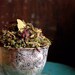 Indian Warrior Herbal Ceremonial Smoke Blend Pedicularis Densiflora for relaxing Smudge or Tea smoking blend
