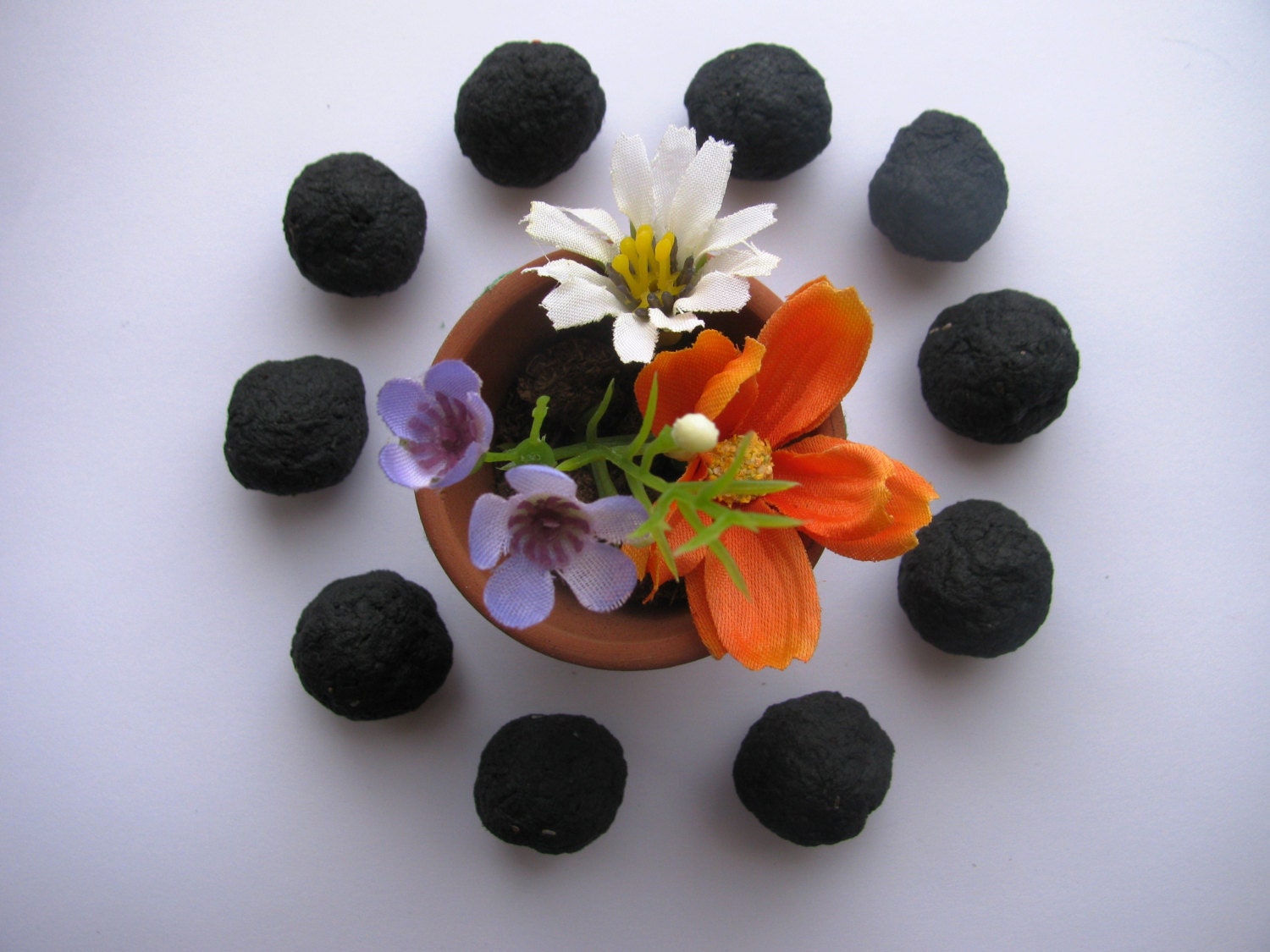 50 BLACK Wildflower Seed Bombs-Specialty Color