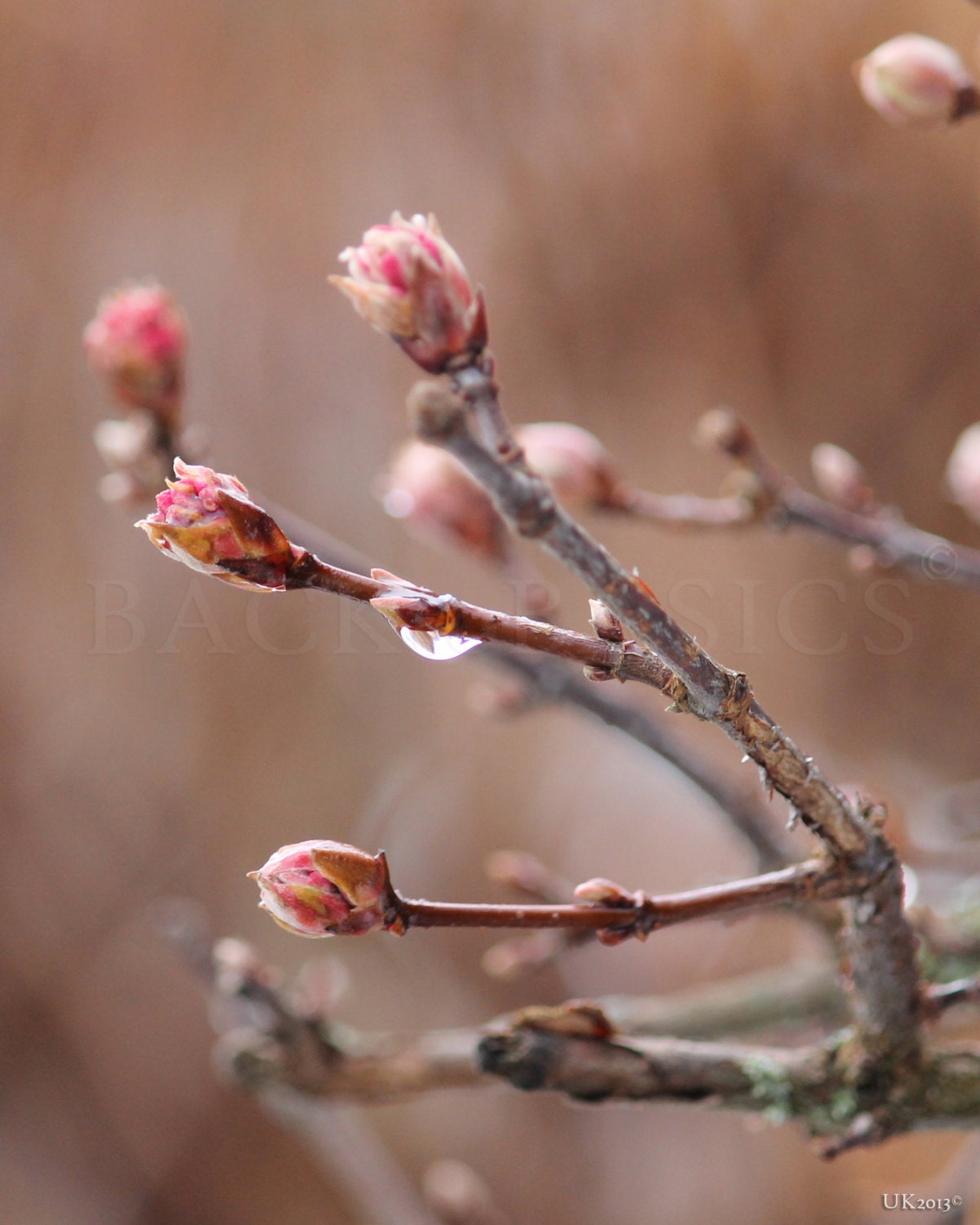 New Life, 8"x10", Fine Art Photography, Fresh Spring Buds after rain, Rose and earth tones, Nature Photography Macro