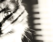 cat photography black white animal photography monochromatic wall art 8x10 cat print fine art photography print
