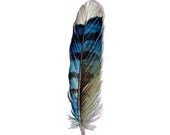 Feather 488 Blue Jay Feather Painting - Nightly Study - Original Watercolor