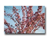 Cherry Blossom Art Print Fine Art Photography  Home Decor Pink Sky Blue Spring Nature Photo Custom Size