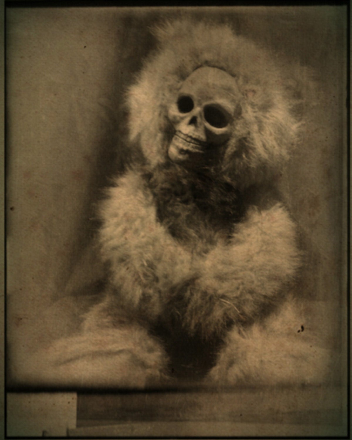 Deaddy Bear Print