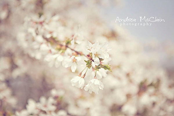 White Blossoms - 8 x 10 print