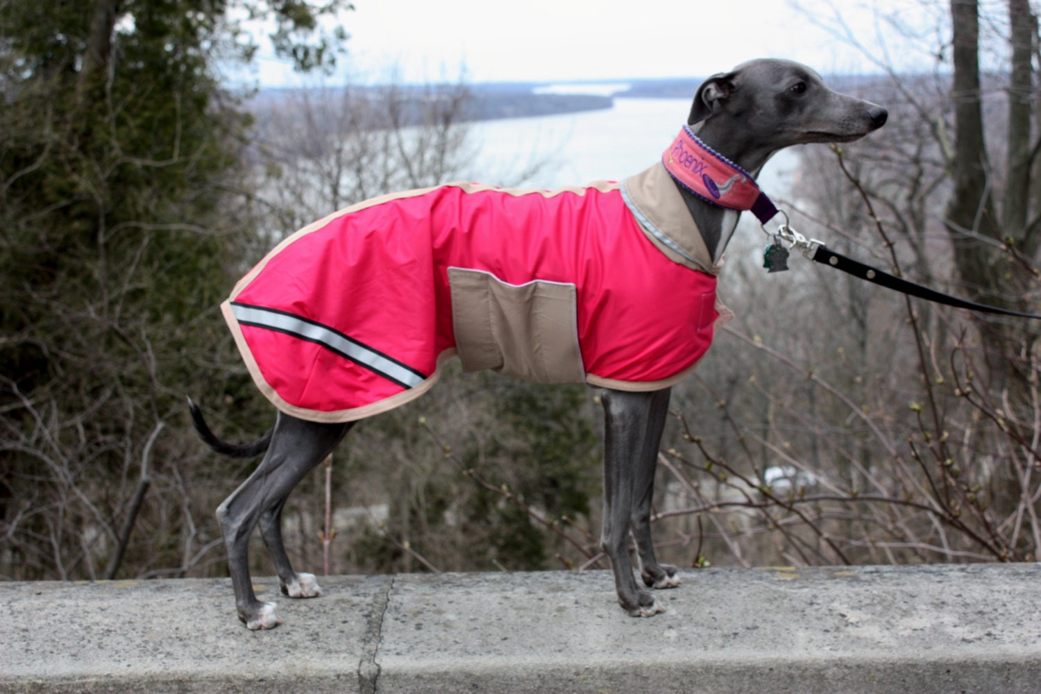 Tootlewear's Sighthound Raincoat MEDIUM