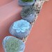 succulent plant serenity faux stone soft sculpture