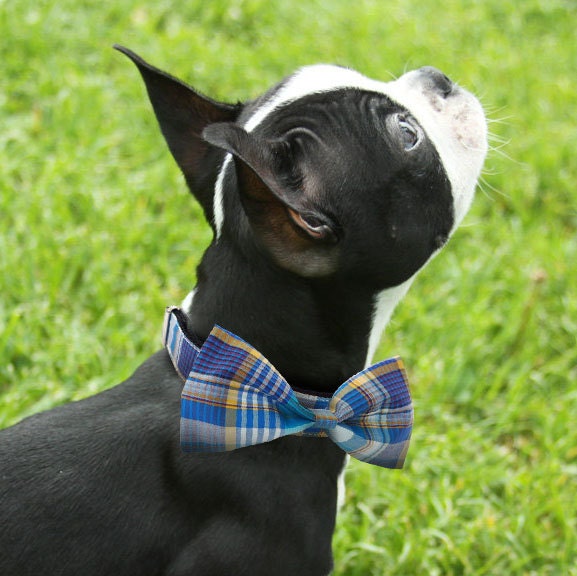 Bowtie collar -Plaid Blue-