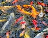 Animal Photography Colorful KOI Nature Photography Fish Photo 5 x 7 Print