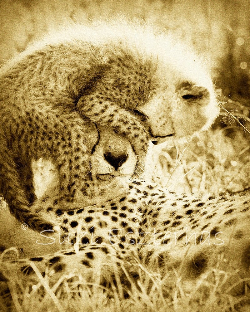 FUNNY BABY CHEETAH With Mom Photo, 8 X 10 Sepia Print, Baby Animal Photograph, Wildlife Photography,  Nursery Art, African Safari
