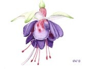 Original Watercolor Painting - Fuchsia Watercolor - violet purple botanical art, home decor, floral, watercolor flower