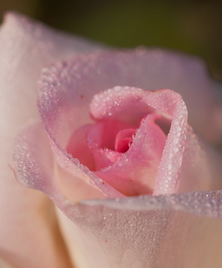 Girly Wall Art 8 x 10 Rose Photographic Print Macro Nature Feminine Romantic Gifts for Her Ladylike Home Decor Decorative Wall Art