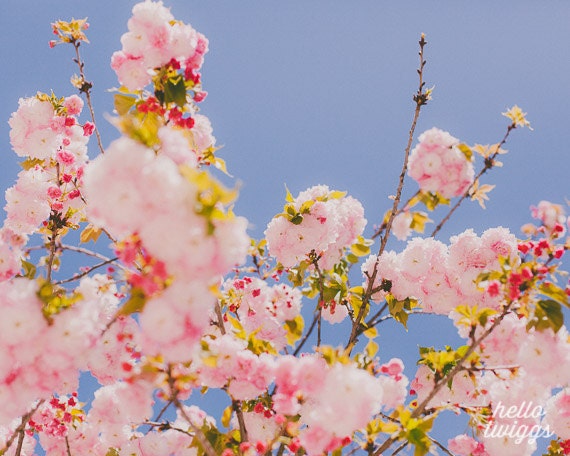 BOGO SALE - Flower Photography, Nature Photography, Springtime, Girls Room Decor, Dreamy Whimsical, Pink Flowers Print - Spring Mornings