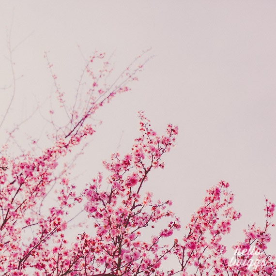 Spring Photography, Flower Photography, Pink Flower Photography, Blossoms, Spring Decor, Girls Room Decor, Nursery Decor - Spring Blossom
