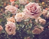 SALE Rose Garden, Floral, Flower Photography, Roses, Nature Photography, Vintage Inspired, Romantic, Garden Bloom, Pink, Green, 8x10 Print