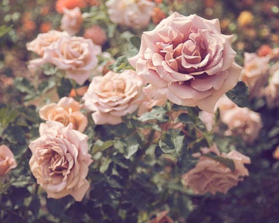Rose Garden, Floral, Flower Photography, Roses, Nature Photography, Vintage Inspired, Romantic, Garden Bloom, Pink, Green, 8x10 Print