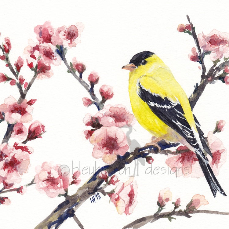watercolor bird- Goldfinch in Spring Cherry Tree- 8x8 print