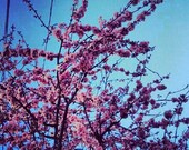 CHERRY BLOSSOM SKY 4x4 Art Photo Print