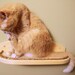 Mountain Cat Climbers, Solid Wood Shelves for Cats - Set of Four